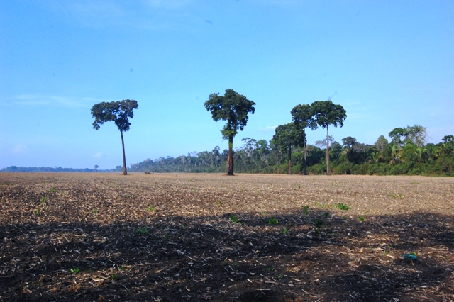 Terra preta 2 Foto Edvaldo Pereira