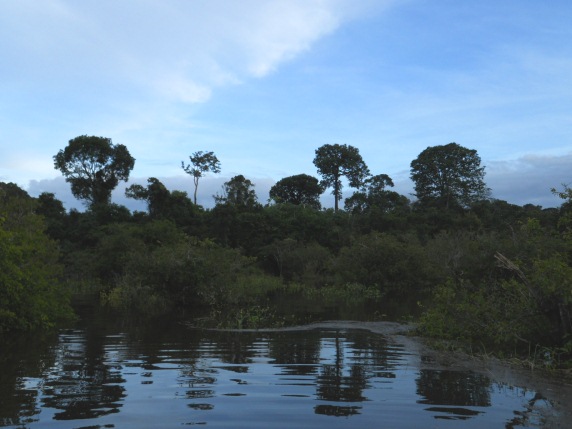 Castanhais da Amazônia podem ser herança de ocupação humana do período pré-colonial