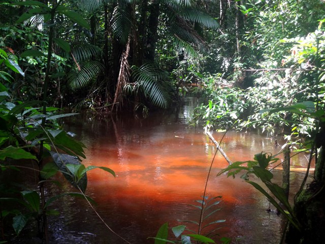 Nova espécie de peixe é encontrada na Flona Tapajós