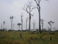 Pesquisa aponta alta incidência de mortes de castanheiras em áreas desmatadas de Oriximiná