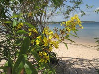 Projeto Praias Boraris, em Alter do Chão, alia ciência e conhecimento tradicional