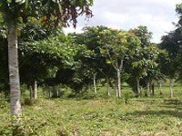 II Simpósio de Ciências Agrárias da Amazônia ocorrerá em outubro