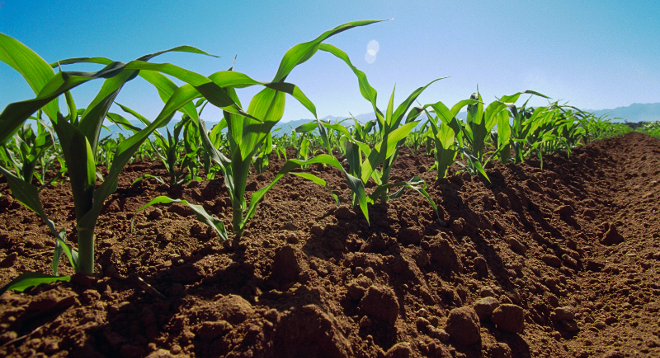 II Simpósio de Biodiversidade e Ciências Agrárias começa na quarta-feira, dia 28