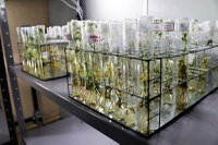Inaugurado Laboratório de Micropropagação de Plantas in Vitro